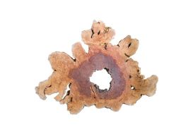 Klengkeng Wood Slice