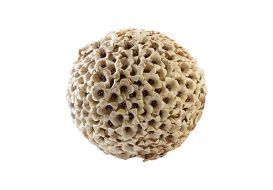 Colossal Flower Ball