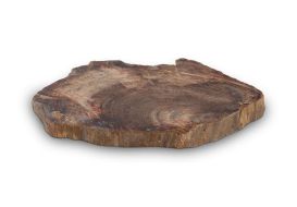 Petrified Wood Coaster