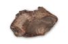 Petrified Wood Coaster