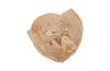 Petrified Wood Side Table 3 Legged