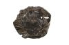 Teak Root Bowl Black Assorted Style and Size