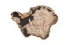 Petrified Wood Plate Assorted Size Style Color