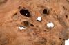 Teak Wood Burl Sculpture