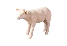 Texel Sheep Lamb Cream