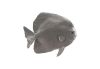 Australian Batfish Polished Aluminum