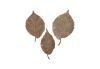 Elm Leaves Set of 3 Rusty Iron