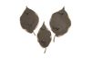 Elm Leaves Set of 3 Rusty Iron
