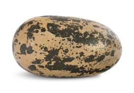 Theropod Egg Speckled