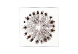 Captured Peacock Feather Wall Art
