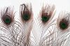 Captured Peacock Feather Wall Art