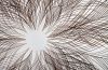 Captured Peacock Feather Wall Art
