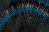 Peacock Wall Art