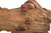 Wood Sculpture Abstract Crocodile Large