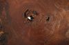 Mai Theng Burl Slice Coffee Table