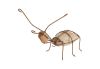 Ant Rock and Iron Sizes Vary