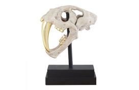 Saber Tooth Tiger Skull (Finish: Roman Stone)