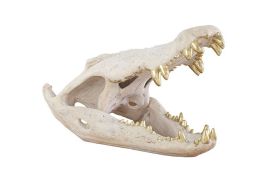 Crocodile Skull (Finish: Roman Stone)