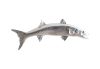 Barracuda Fish