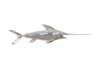 Broadbilled Fish