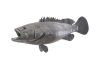 Estuary Cod Fish