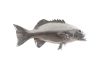 Coral Trout Fish