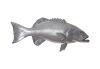 Coral Trout Fish