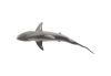 Whaler Shark