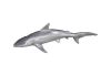 Whaler Shark