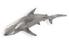 Whaler Shark