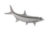 Tarpon Fish