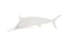 Blue Marlin Fish