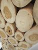 Teak Wood Lamp